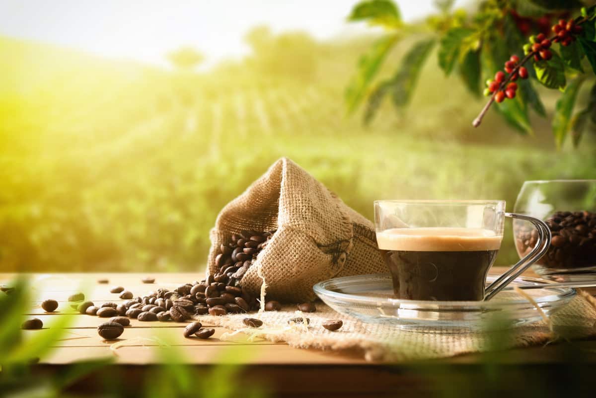 A cup of Colombian coffee beside a sack of coffee beans on a sunlit farm