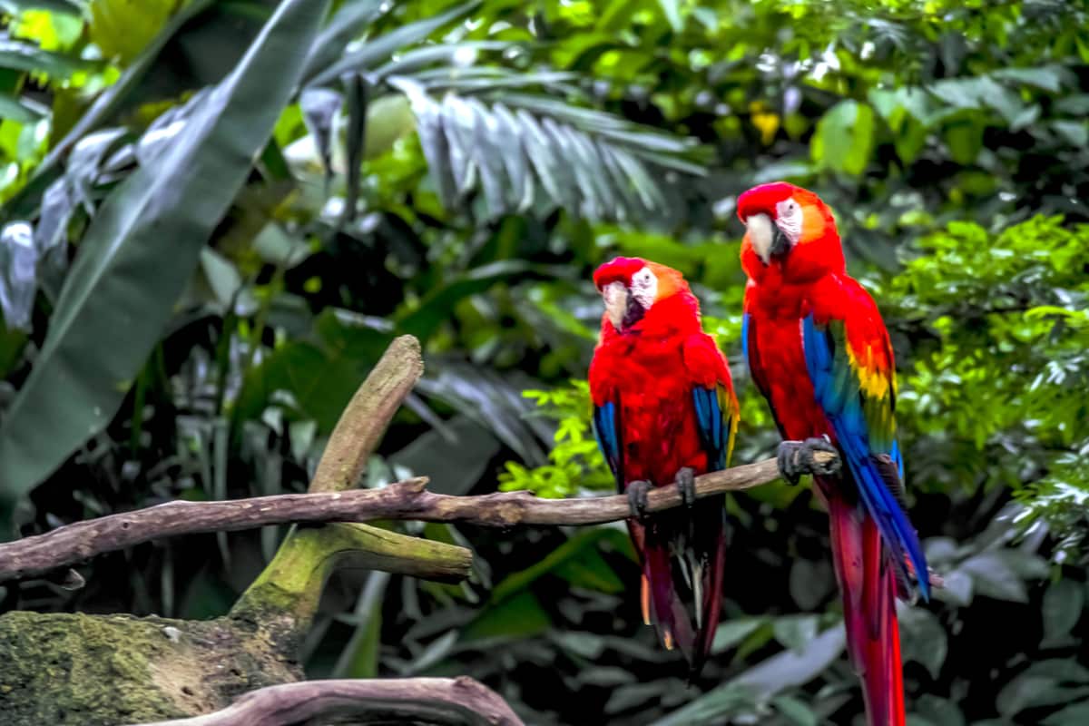 Two scarlet macaws perched in the Costa Rican rainforest
