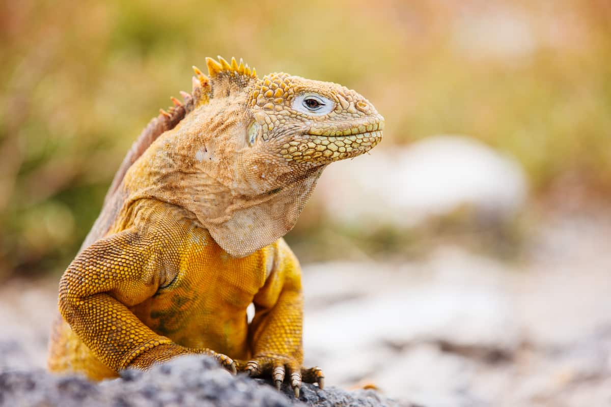 A golden land iguana in Ecuador