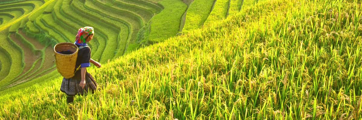 A farmer carries a basket through terraced rice fields in Vietnam