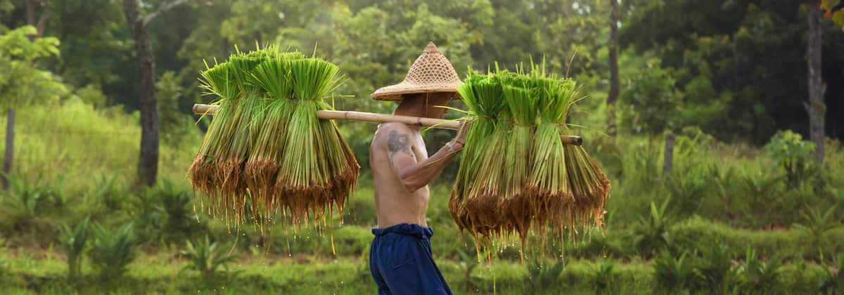 A farmer carries bundles of rice seedlings in Cambodia