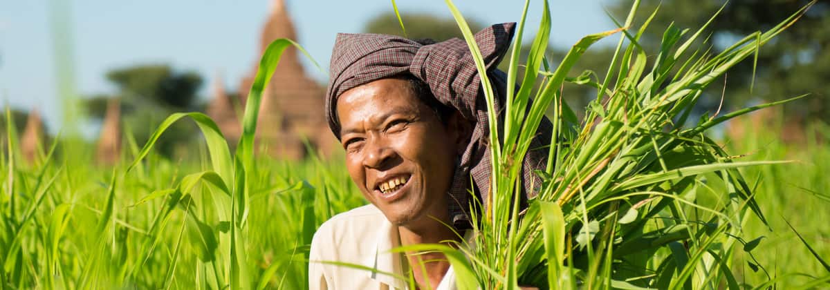 A smiling farmer in a green field in Myanmar